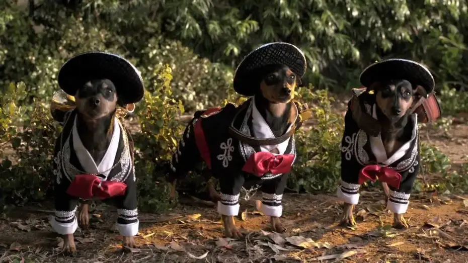 Watch film Beverly Hills Chihuahua 3: Viva la Fiesta! — Beverly Hills Chihuahua 3 Trailer #1