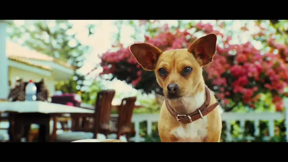 Watch film Beverly Hills Chihuahua 3: Viva la Fiesta! — Le Chihuahua de Beverly Hills - Bande-annonce (Jamel Comedy Club)