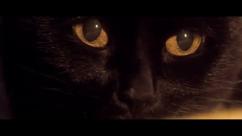 Watch film Somos animales — Somos animales