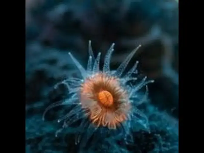Watch film The Mystery of the Med Rings — GOMBESSA 6 : M I S S I O N    C A P    C O R S E     EPISODE 03