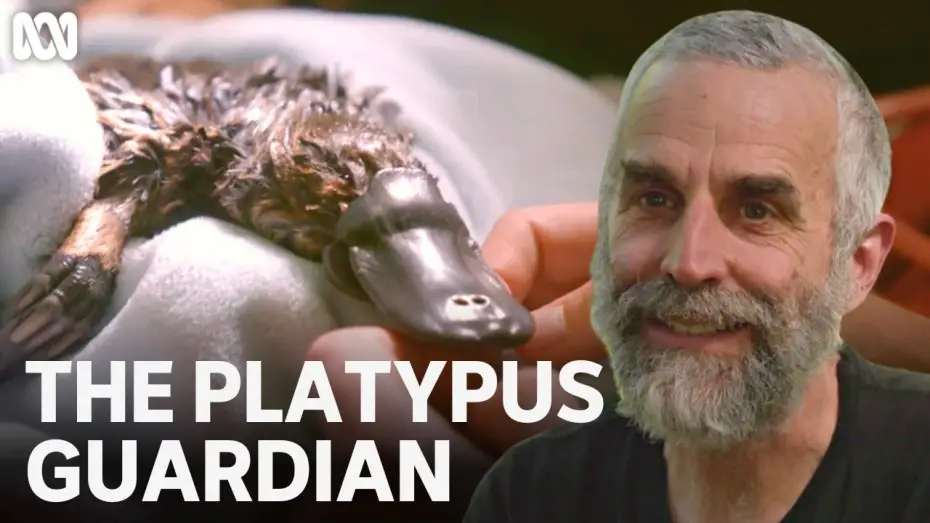 Watch film The Platypus Guardian — Rescuing the Hobart Rivulet platypus | The Platypus Guardian | ABC TV + iview