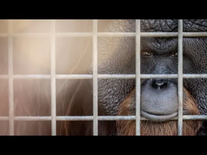Watch film Eyes of the Orangutan — Eyes of the Orangutan I Trailer