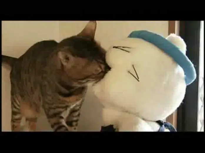 Watch film Neko Ramen Taisho — 映画『猫ラーメン大将』予告編