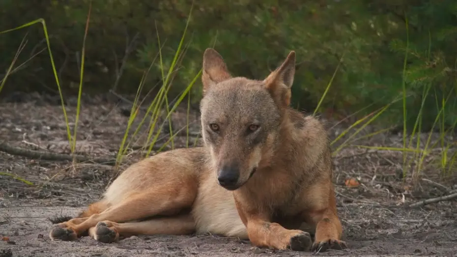 Watch film In Wolf Country — IM LAND DER WÖLFE // Trailer // Kinostart 2. Mai 2024