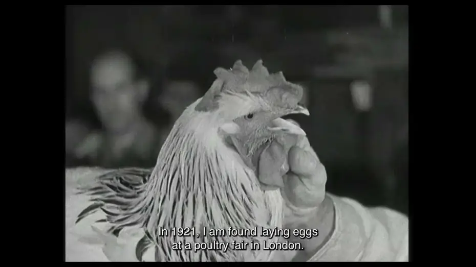 Watch film De Gallo Qui Ovavit — Trailer | De Gallo Qui Ovavit | Nina Forsman