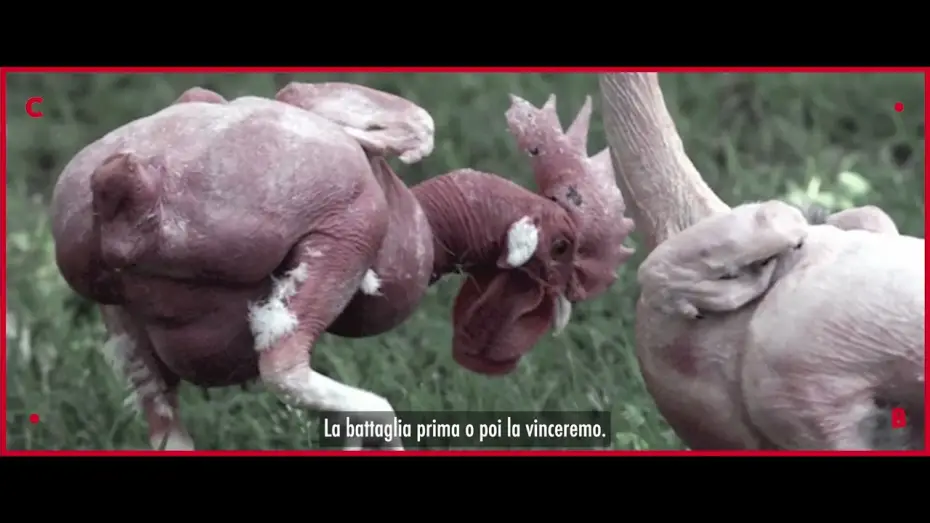 Watch film Food for Profit | FOOD FOR PROFIT ● un film di Giulia Innocenzi e Pablo D&rsquo;Ambrosi