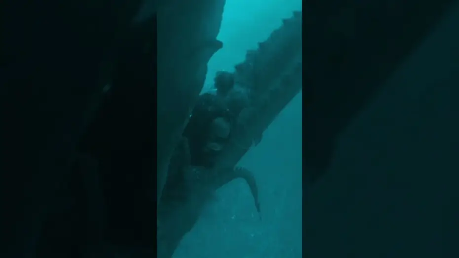 Watch film Whalefall — unlike anything you'll see this year.