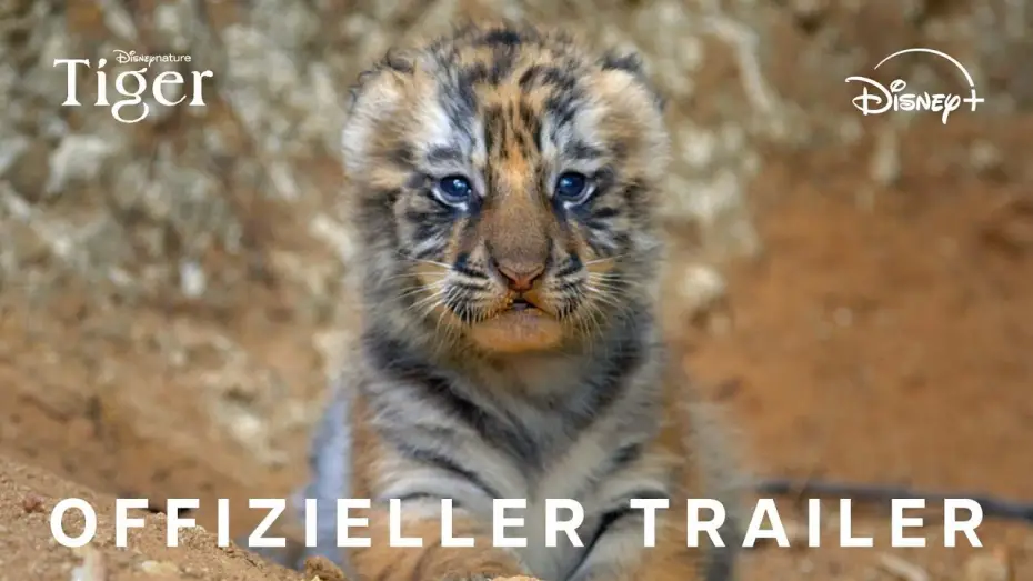 Watch film Tiger — Offizieller Trailer (OmdU)