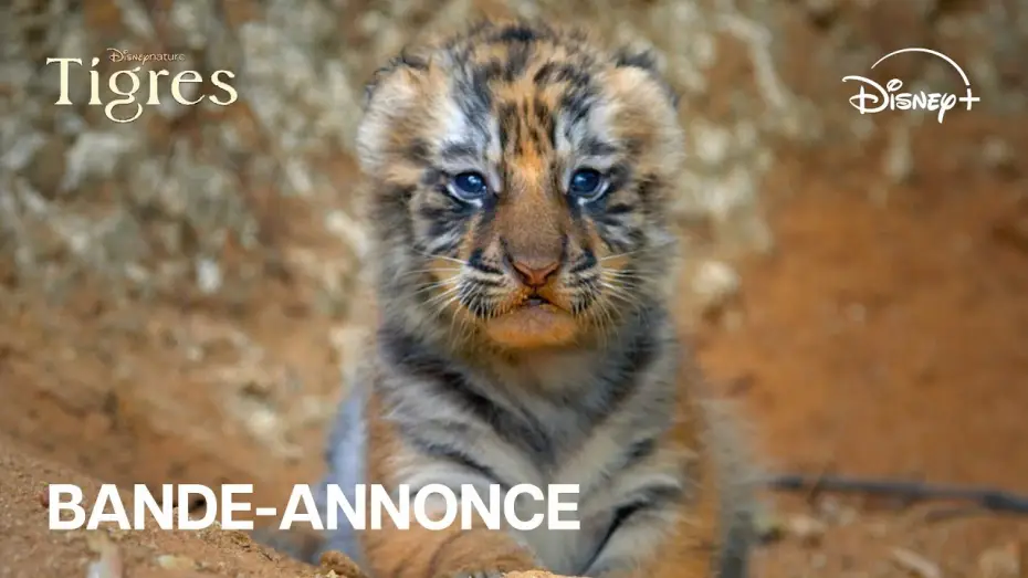 Watch film Tiger — Tigres - Bande-annonce officielle [VOST]