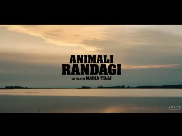 Watch film Animali randagi — Animali Randagi di Maria Tilli | Trailer Ufficiale | Dal 27 Giugno al cinema