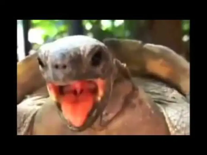 Watch film Jordi Pujadas y Nuria: Una historia de amor — La tortuga cojiendo