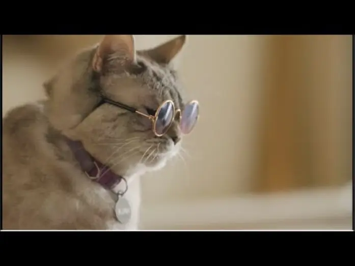 Watch film American Cats: The Good, the Bad, and the Cuddly — Official Trailer