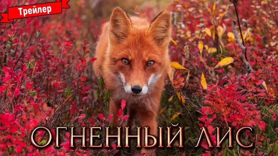 Watch film The Fiery Fox — Огненный лис — трейлер