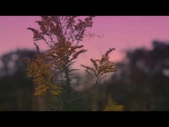 Watch film Frail Grounds — Frail Grounds Teaser Trailer