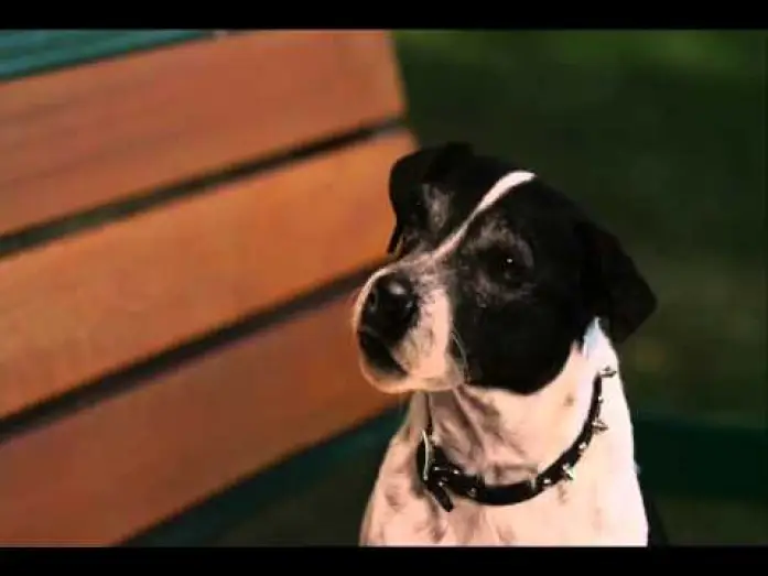 Watch film Vampire Dog — Clip