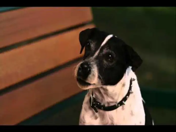 Watch film Vampire Dog — Clip