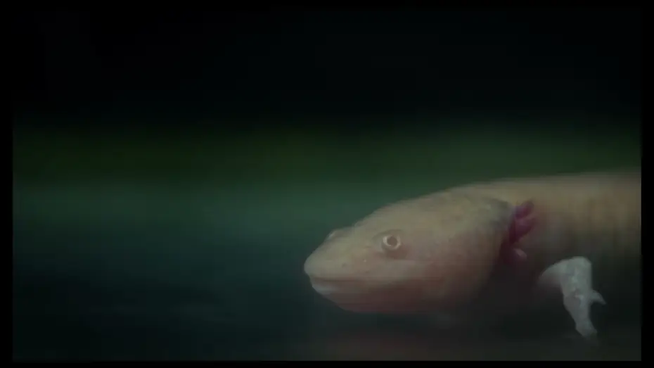 Watch film Axolotl — Axolotl | Trailer