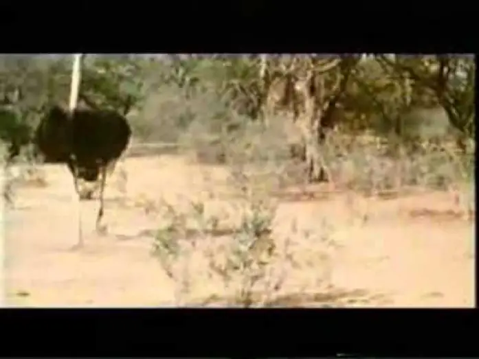 Watch film Animals Are Beautiful People — Die lustigste Welt der Tiere - Betrunkene Tiere