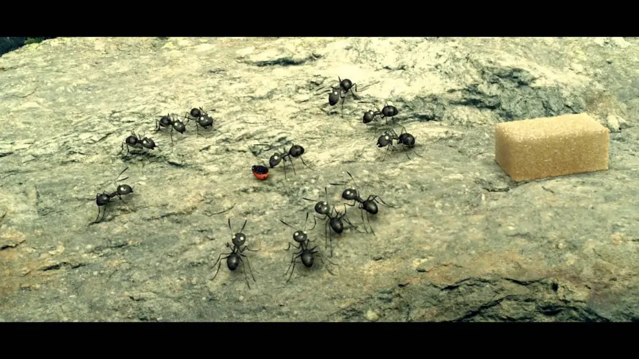 Watch film Minuscule: Valley of the Lost Ants — Clip #3