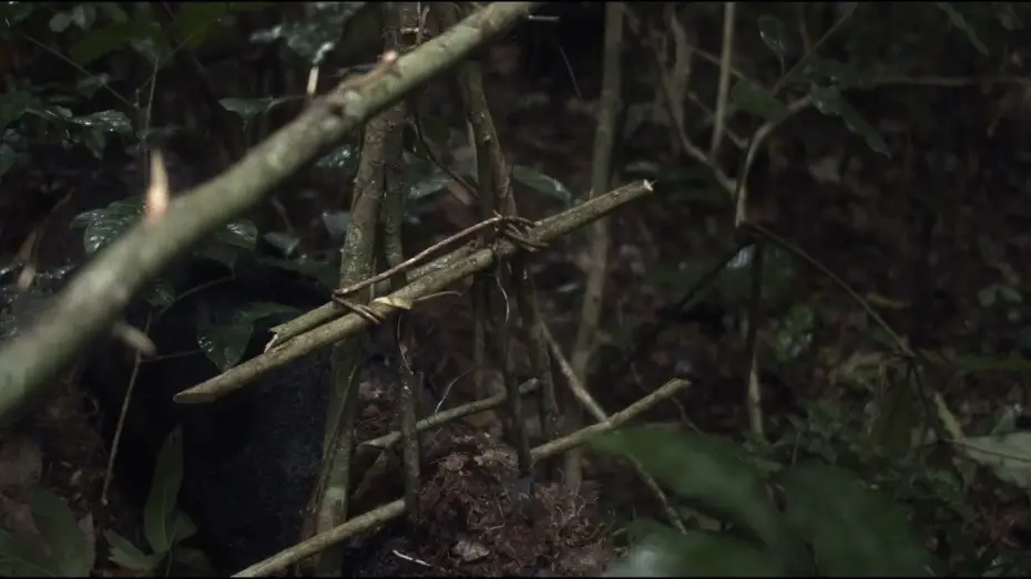 Watch film The Tree of Authenticity — Trailer | L'Arbre de l'authenticité | Sammy Baloji