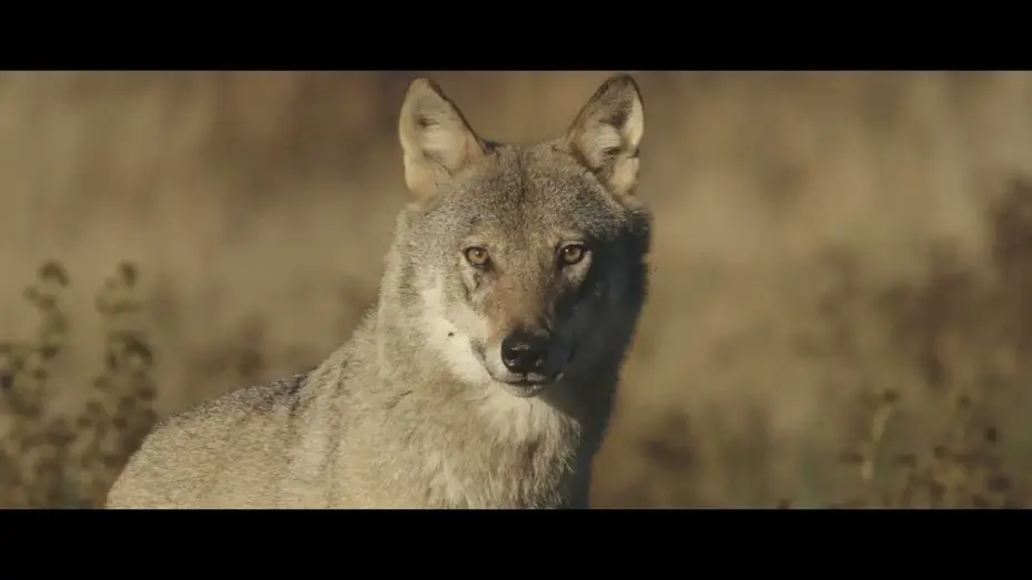 Watch film Une ann&eacute;e parmi les loups | Une ann&eacute;e parmi les loups - Bande Annonce (VF)
