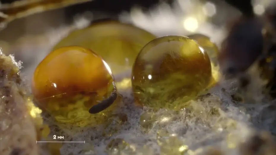 Watch film Springtails: The hidden soldiers of Earth — Bande-annonce - Planète collemboles, la vie secrète des sols