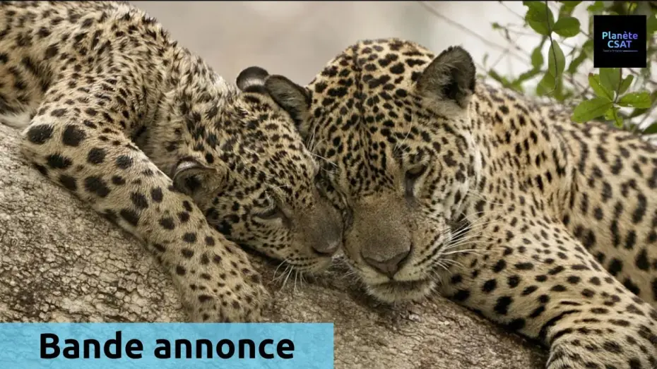 Watch film Au nom des jaguars — Au nom des jaguars | bande annonce | France 5