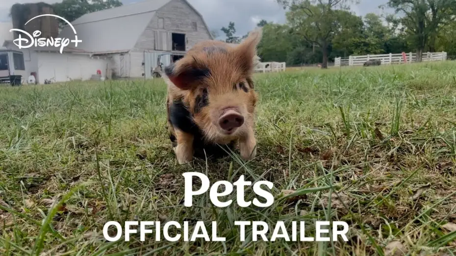 Watch film Pets | Official Trailer