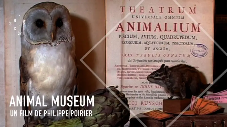 Watch film Animal Museum — Animal Museum