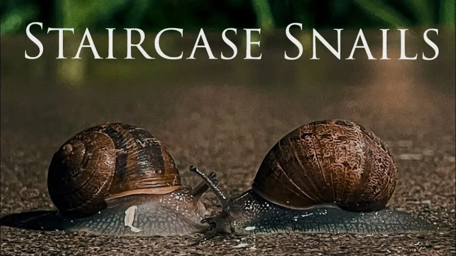 Watch film Staircase Snails — Staircase Snails