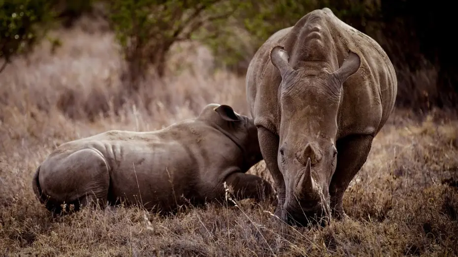 Watch film Rhino — Trailer