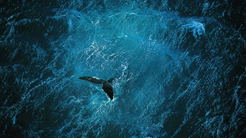 Watch film Planet Ocean — Planet Ocean [IT] - il film (Yann Arthus-Bertrand & Michael Pitiot)