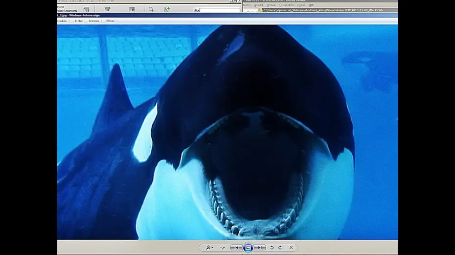 Watch film Blackfish — BLACKFISH | Trailer german deutsch [HD]