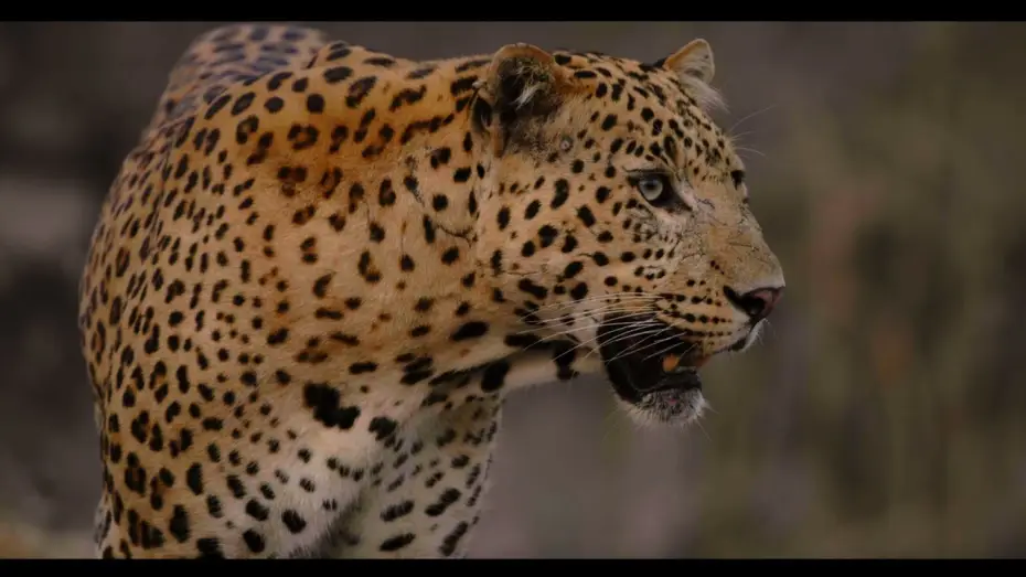 Watch film Leopard Dynasty – The Rise of Rana — Trailer