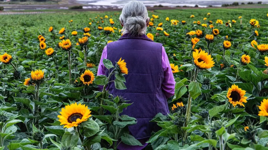 Watch film Sunphlowers — Sunphlowers (2025) - Official Trailer