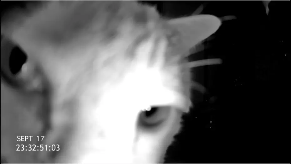 Watch film Cat Cam — Exclusive CAT CAM Trailer