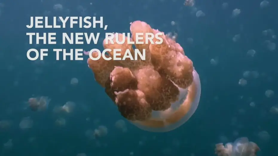 Watch film Jellyfish, The new Rulers of the Ocean | Jellyfish, the new rulers of the ocean - Trailer