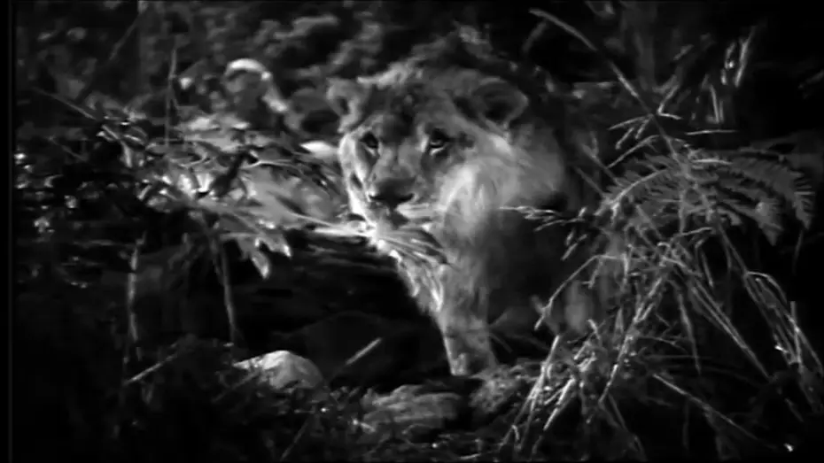 Watch film Jungle Bride — Jungle Bride (1933) - Trailer
