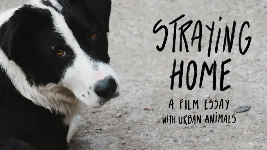 Watch film Straying home | Straying home - Film teaser (2025)