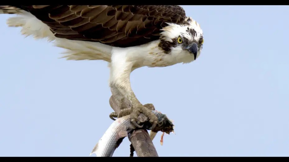 Watch film Doñana - Spain's Garden of Eden — Doñana - Spain's Garden of Eden | Terra Mater Studios (Official Trailer)