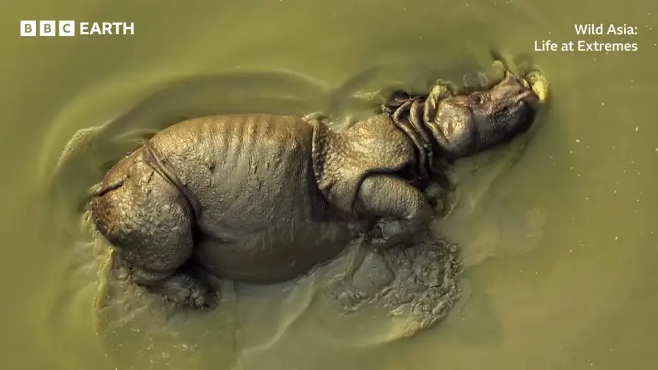 Watch film Wild Asia: Life at Extremes — Wild Asia: Life at Extremes | BBC Studios