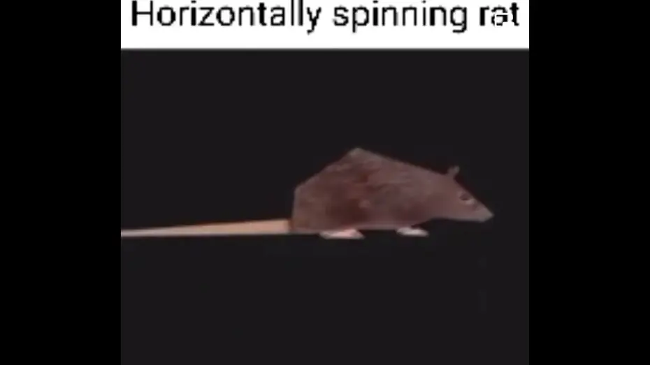 Watch film Robert | horizontally spinning rat