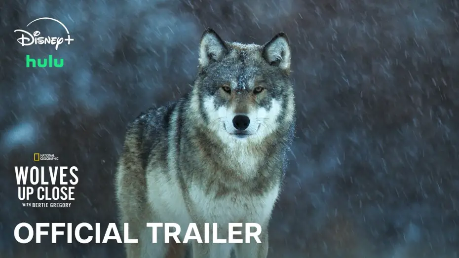 Watch film Hammerhead Sharks Up Close with Bertie Gregory — Official Trailer