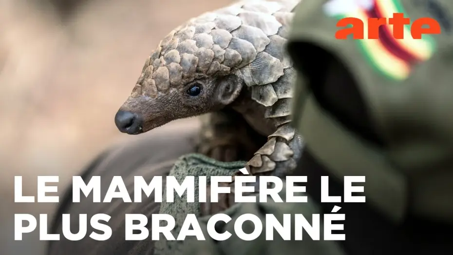 Watch film Mission pangolin : Retour à la vie sauvage — Mission pangolin | Retour à la vie sauvage | ARTE Évasion