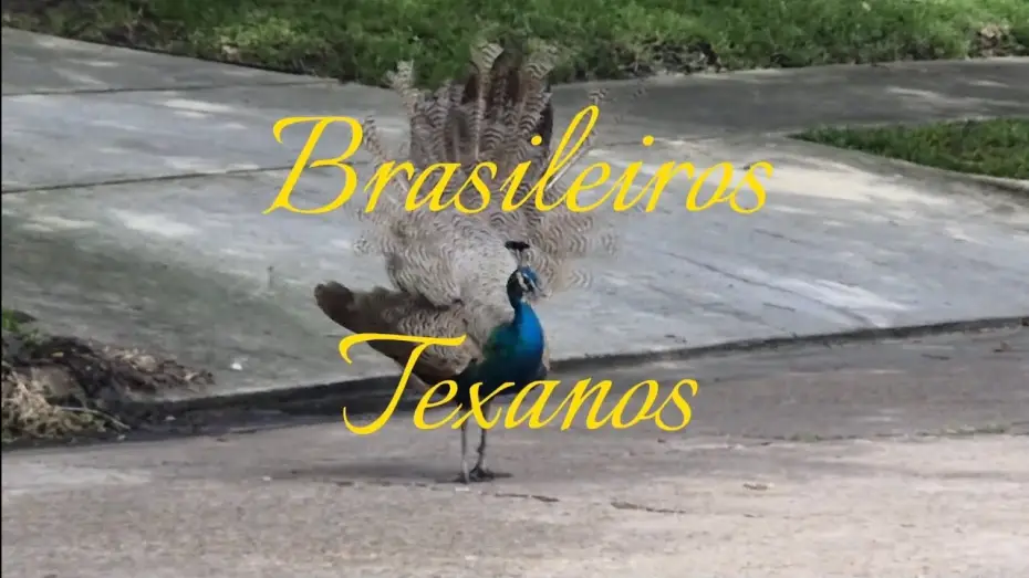 Watch film Brasileiros Texanos — Brasileiros Texanos