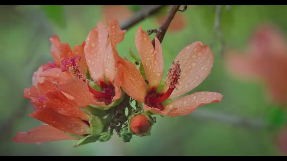 Watch film Anaga, Naturaleza Infinita — Anaga, Naturaleza Infinita   Teaser