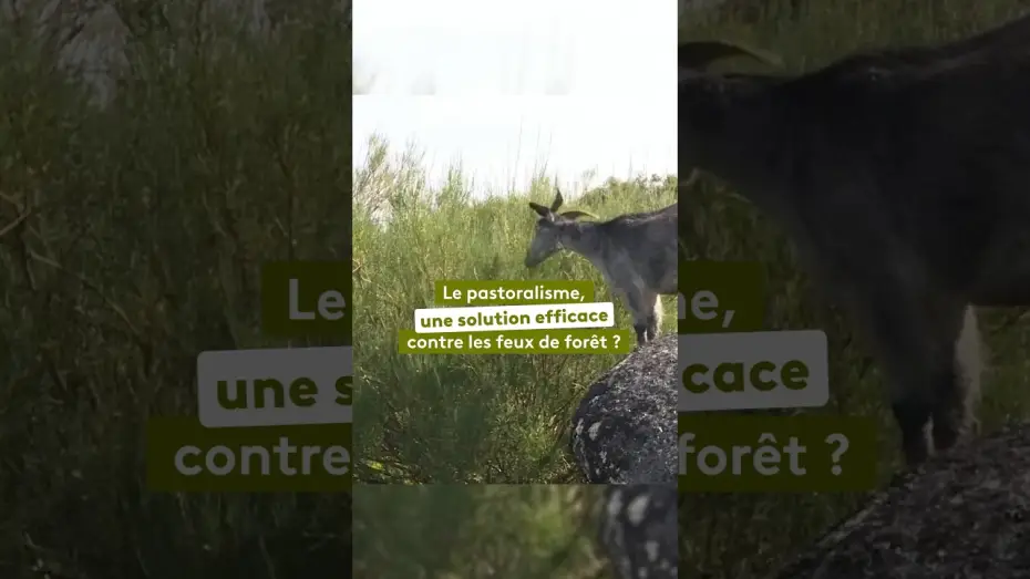 Watch film Sauvons nos Forêts — Incendies : le pastoralisme, une solution efficace ?
