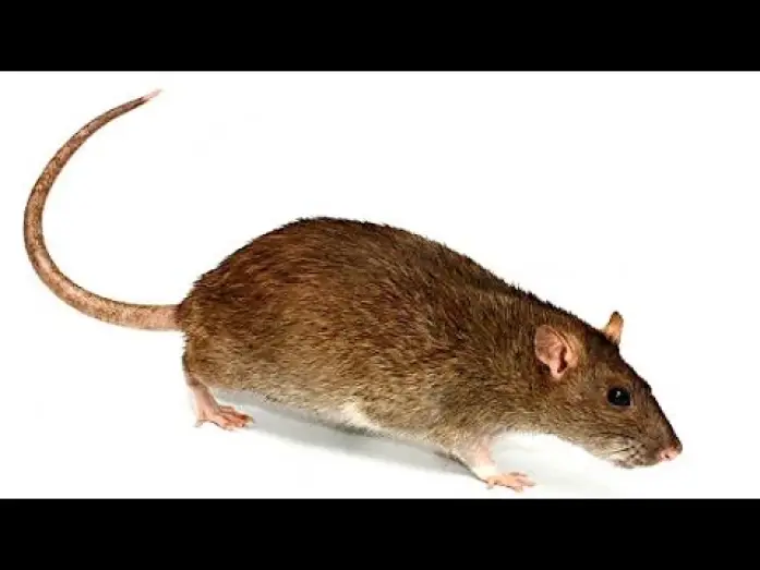 Watch film THE RAT KING — RAT video for cat 🐭 Entertainment Video for Cats