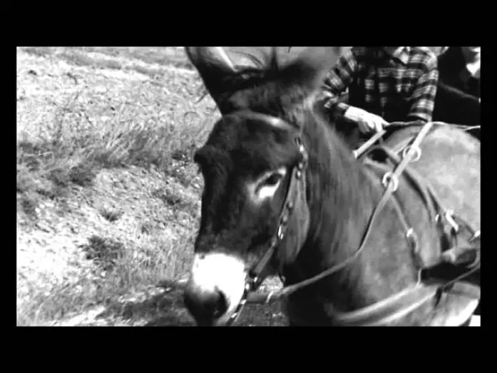 Watch film Au Hasard Balthazar — Au hasard Balthazar - Trailer (Il Cinema Ritrovato al cinema)