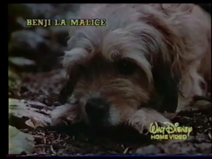 Watch film Benji the Hunted — Benji la malice (1987) Bande annonce française.